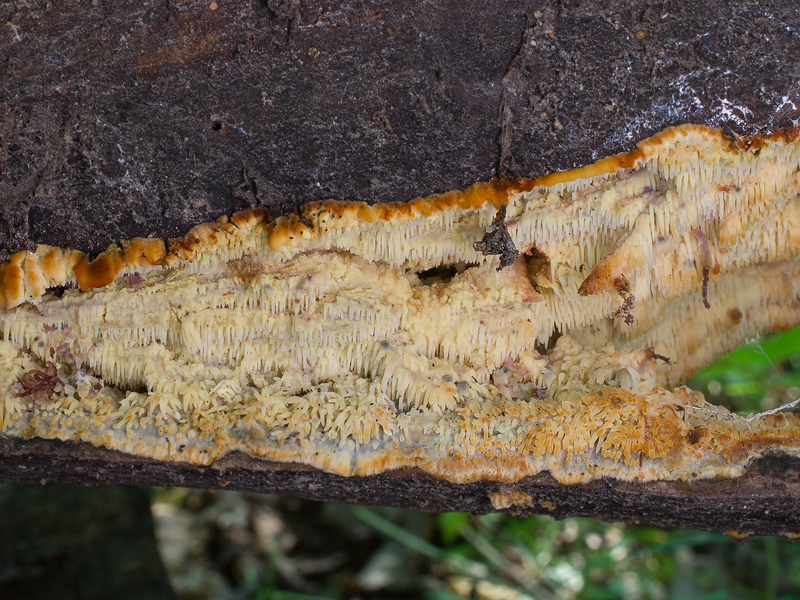 Sarcodontia crocea